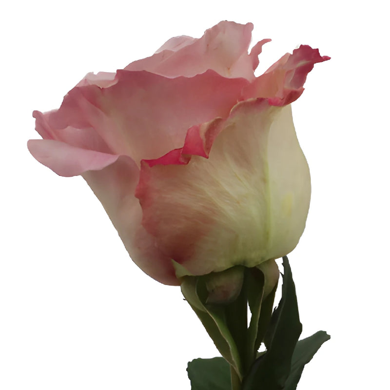 Faith Wholesale Lavender Roses