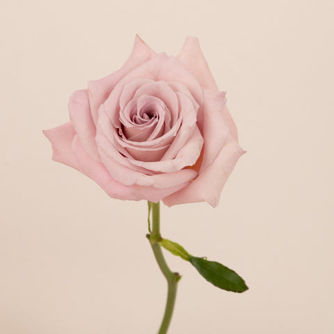 Faith Wholesale Lavender Roses Stem - Image