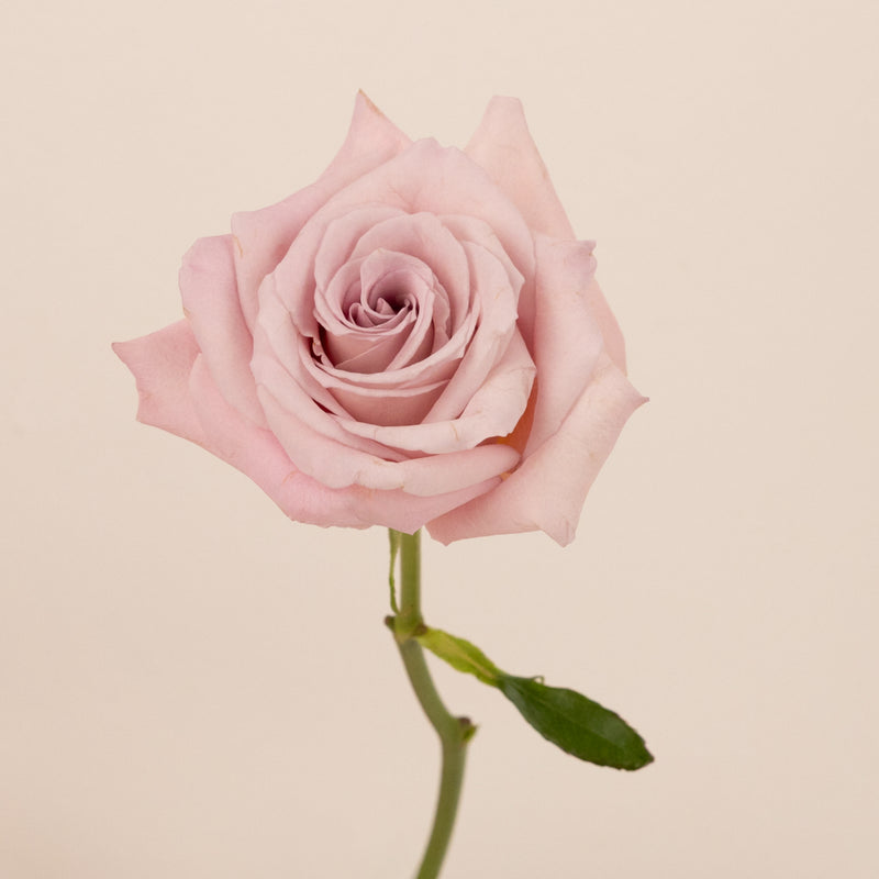 Faith Wholesale Lavender Roses Stem - Image