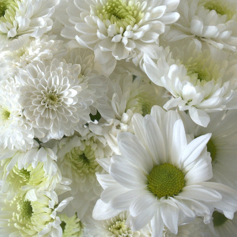 Faithful White Diy Flower Pack Close Up - Image