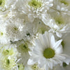 Faithful White DIY Flower Pack