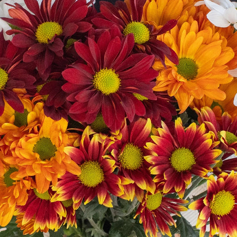 Fall Daisy Assorted Colors Flower Close Up - Image