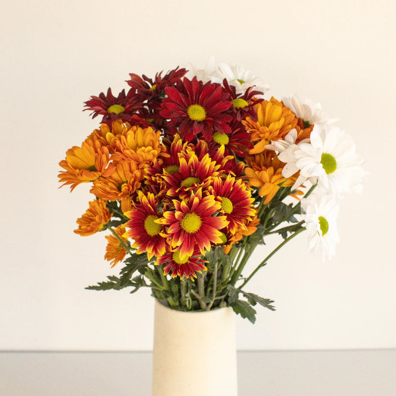 Fall Daisy Assorted Colors Flower Stem - Image