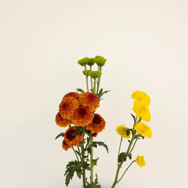 Fall Mini Button Pom Assorted Colors Flower Stem - Image