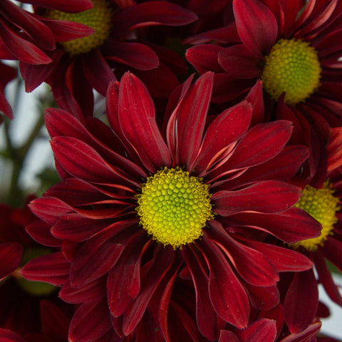 Fall Red Mini Daisy Flower Close Up - Image