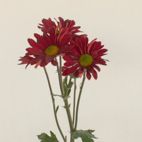 Fall Red Mini Daisy Flower Stem - Image