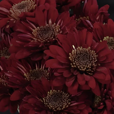 Fall Red Pom Flower Close Up - Image