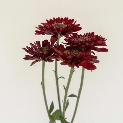 Fall Red Pom Flower Stem - Image