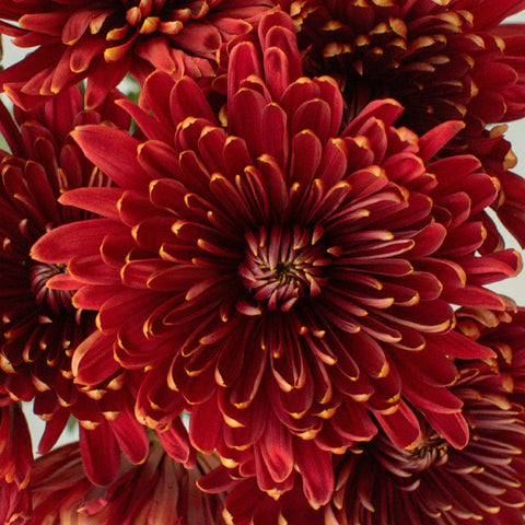 Fall Sunset Cremon Flower Close Up - Image