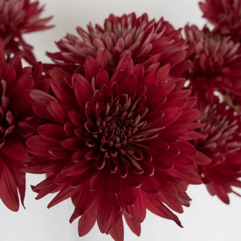 Fall Terracotta Chrysanthemum Flower Close Up - Image