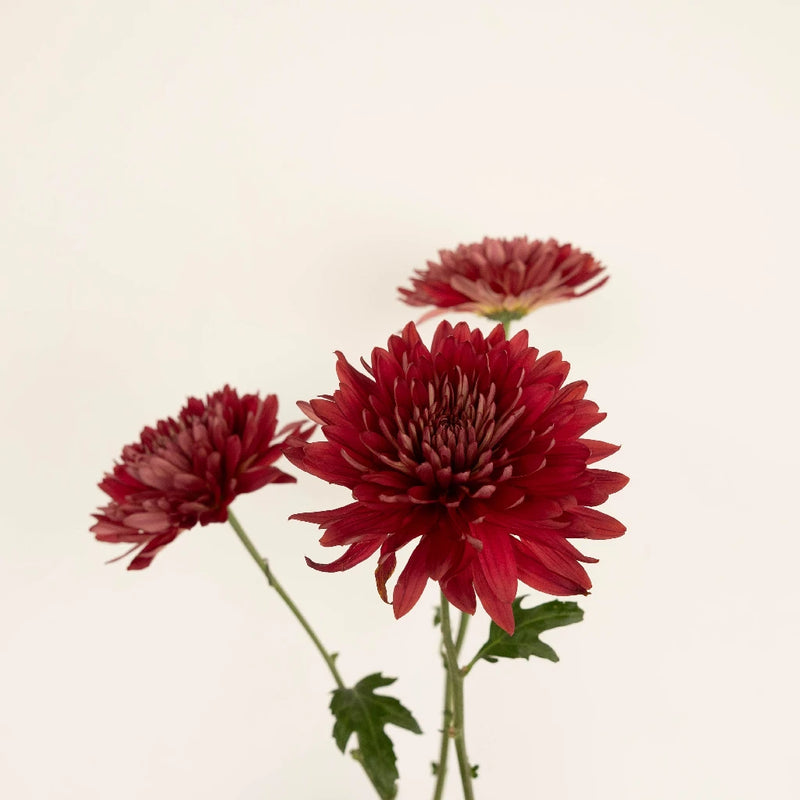 Fall Terracotta Chrysanthemum Flower Stem - Image