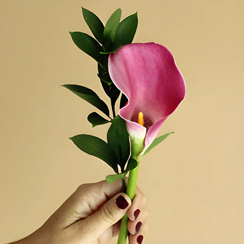 Save The Calla Lily Growers DIY Flower Kit