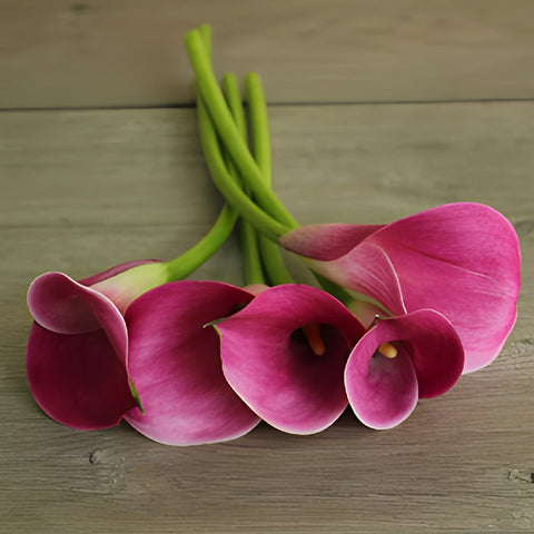 Pink Persuasion Mini Calla Lily Flower