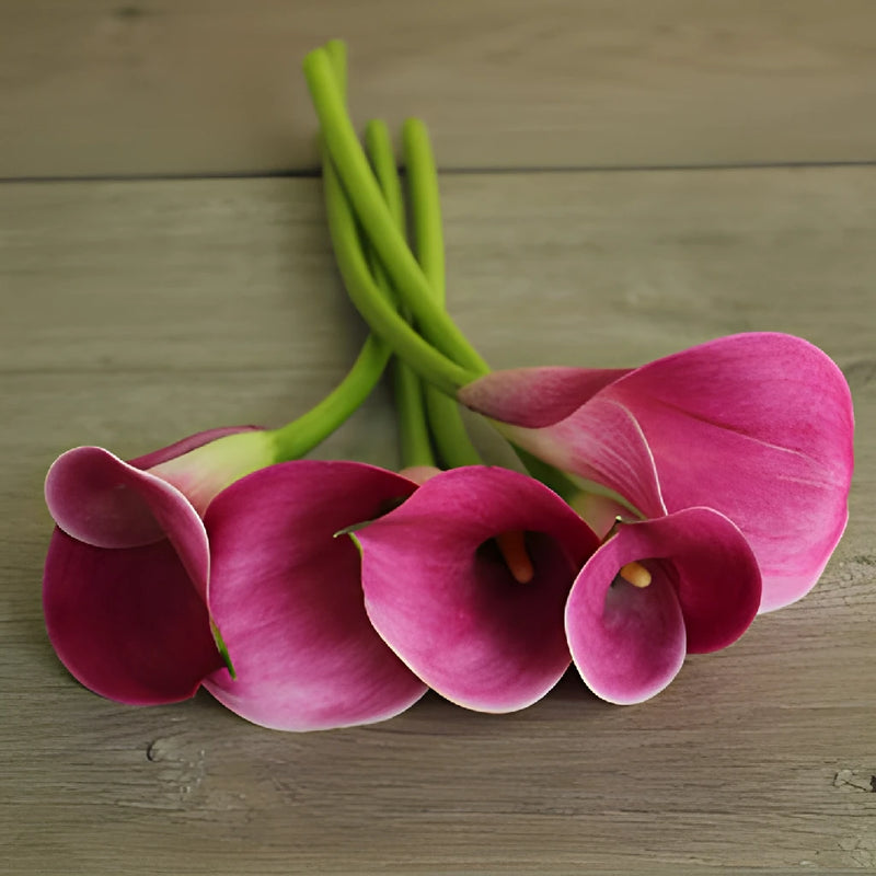 Pink Persuasion Mini Calla Lily Flower
