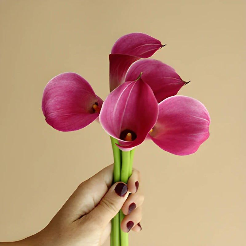 Pink Persuasion Mini Calla Lily Flower