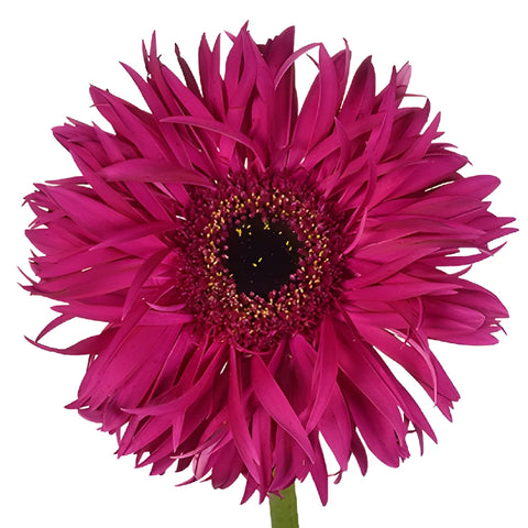 Purpleberry Fizz Spider Gerbera Daisy