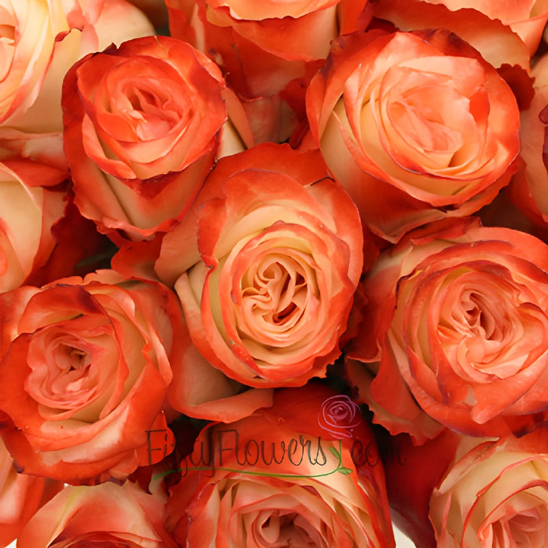 Cherries and Cream Farfalla Rose