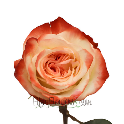 Cherries and Cream Farfalla Rose