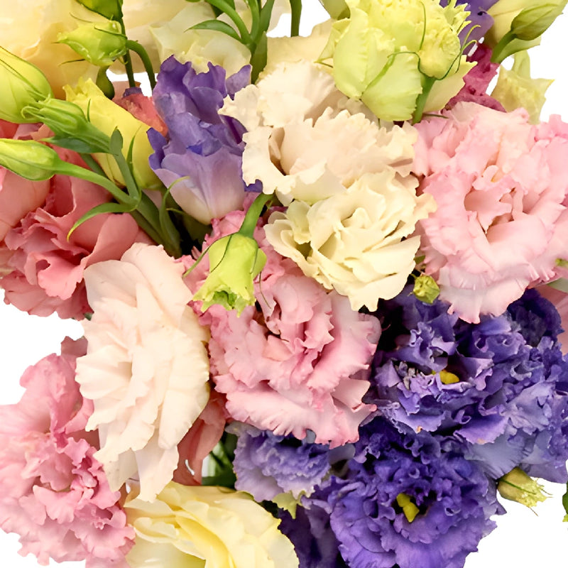 Farm Choioce Frill Lisianthus Wholesale Flower Upclose