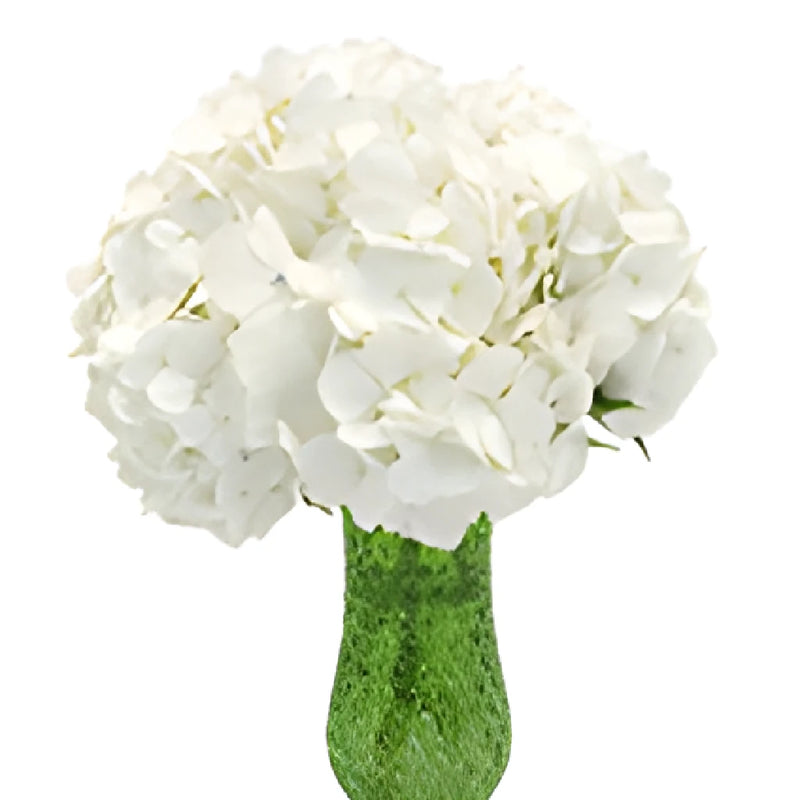 Farm Fresh Cut Hydrangea Flowers