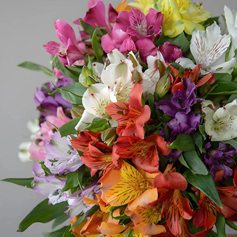 Farm Fresh European Cut Alstroemeria For Your House