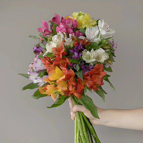 Farm Fresh European Cut Alstroemeria For Your House