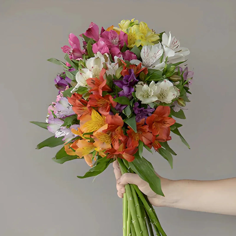 Farm Fresh European Cut Alstroemeria For Your House