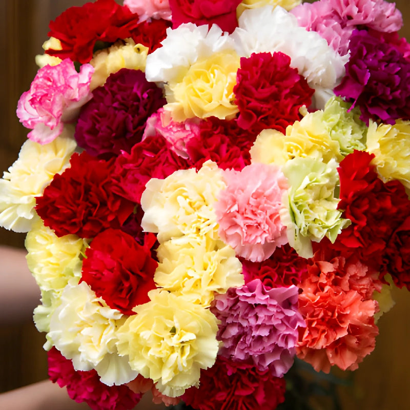 Farm Mix Wholesale Carnations Up close