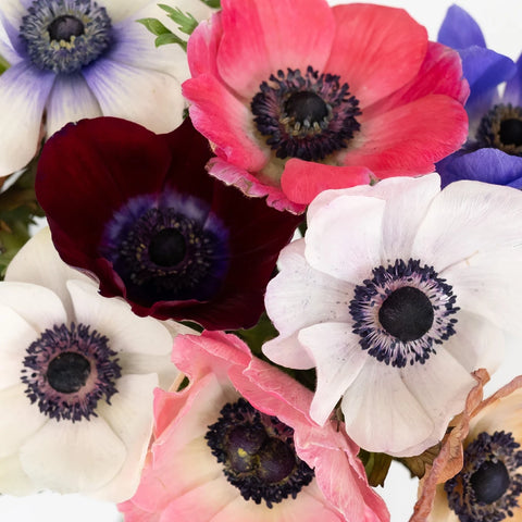 Farm Mix Fresh Cut Anemone Flower Close Up - Image