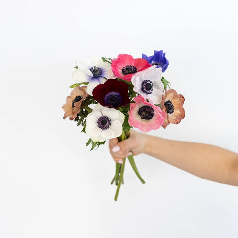 Farm Mix Fresh Cut Anemone Flower Stem - Image