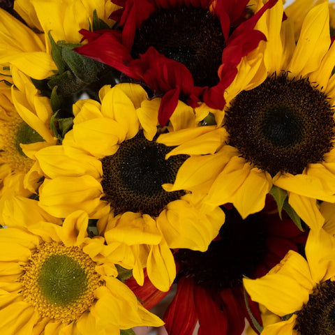 Farm Mix Mini Sunflowers For Arranging Close Up - Image