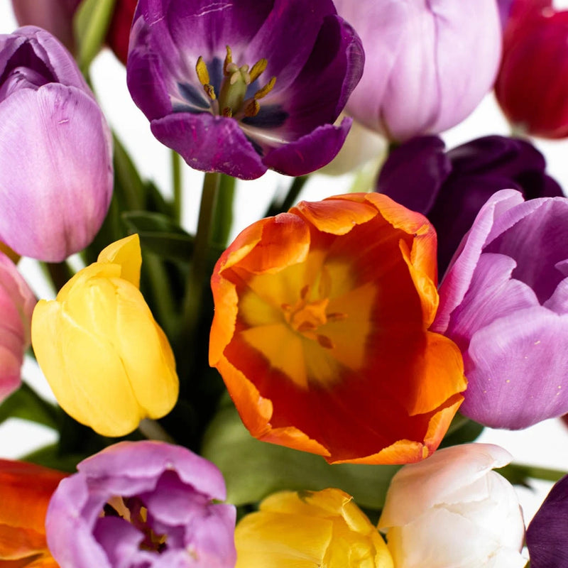 Farm Mix Standard Tulip Flowers Stem - Image