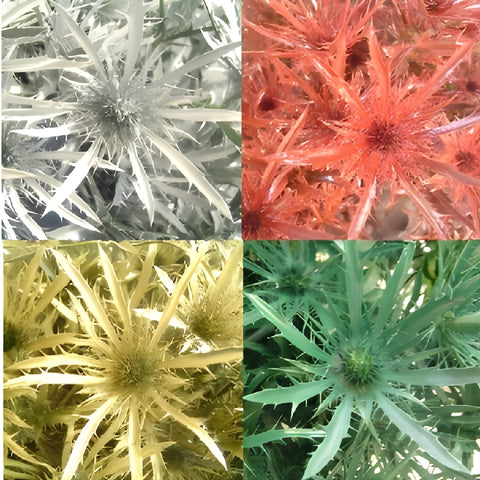 Farm Mix Tinted Thistle Wholesale Flower Upclose