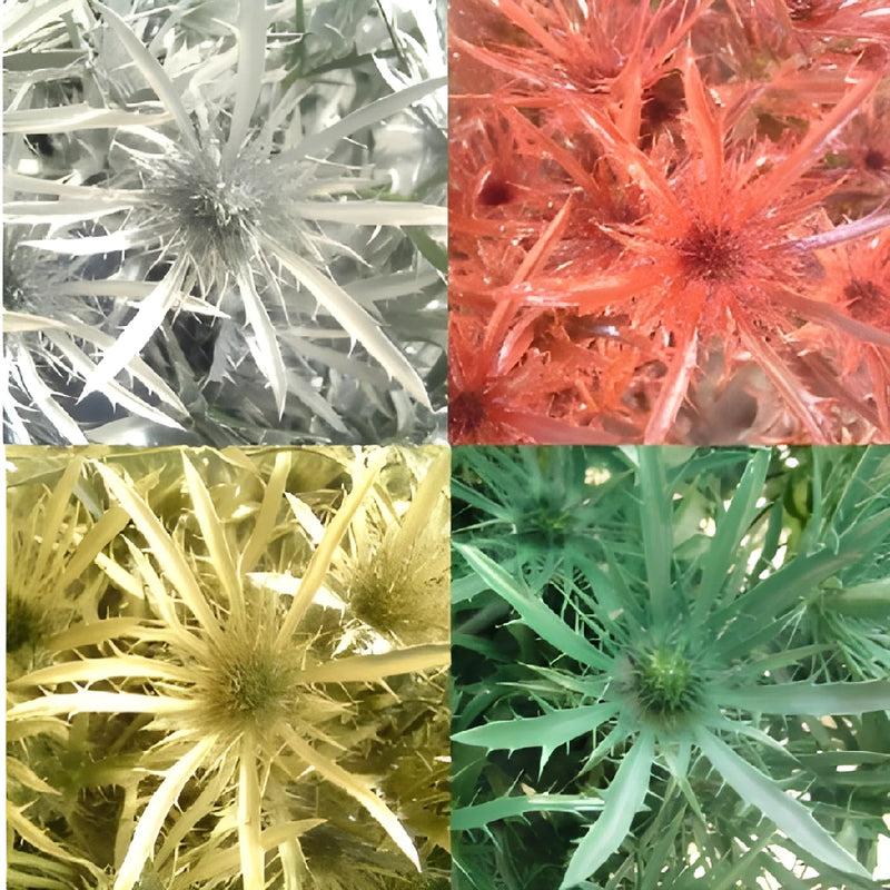 Farm Mix Tinted Thistle Wholesale Flower Upclose