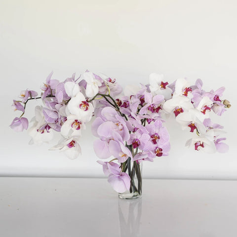Farm Mix Traditional Phalaenopsis Orchids Stem - Image