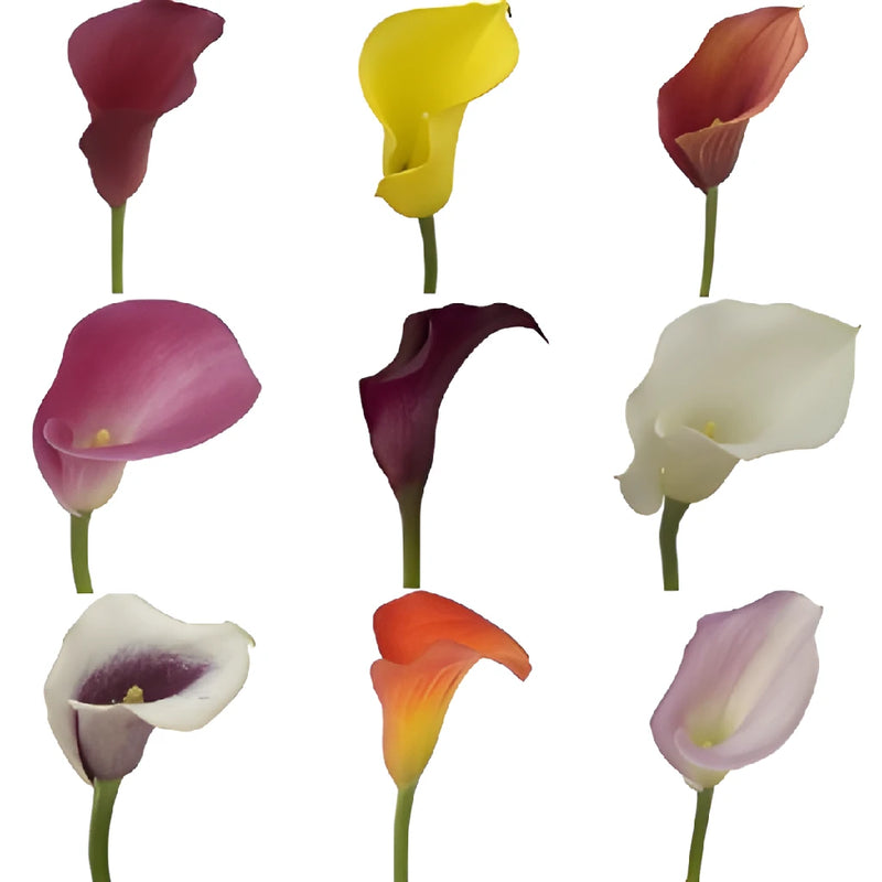 calla lily flower images Buy Wholesale Mixed Color Mini Calla Lily Flowers in Bulk