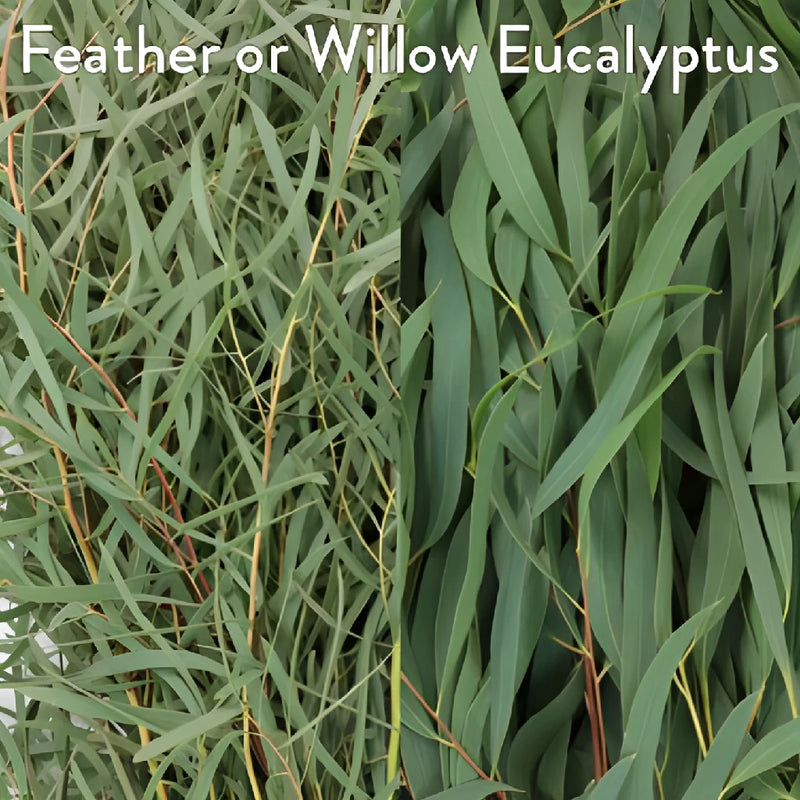 Feather and Willow Eucalyptus and White Flowers DIY Flower Kit Up Close
