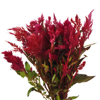 Burgundy Feather Celosia Flowers