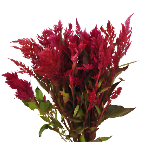 Burgundy Feather Celosia Flowers