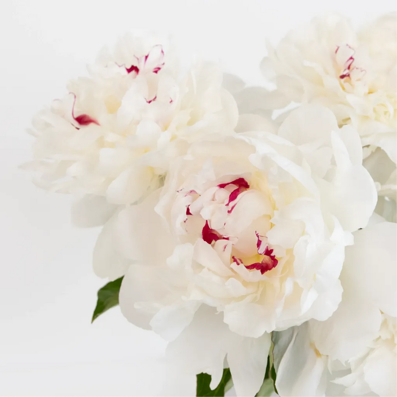 Festiva Maxima Peonies For Mothers Day Close Up - Image