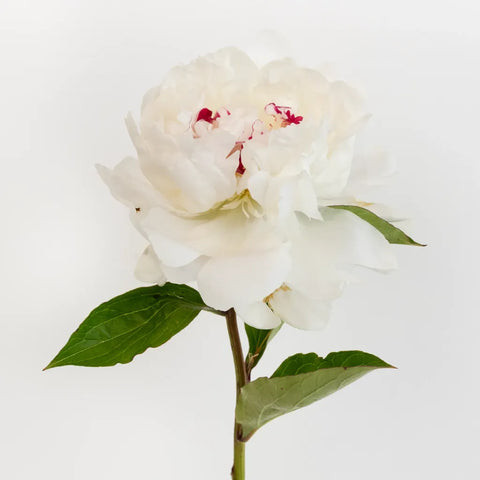 Festiva Maxima Peonies For Mothers Day Stem - Image