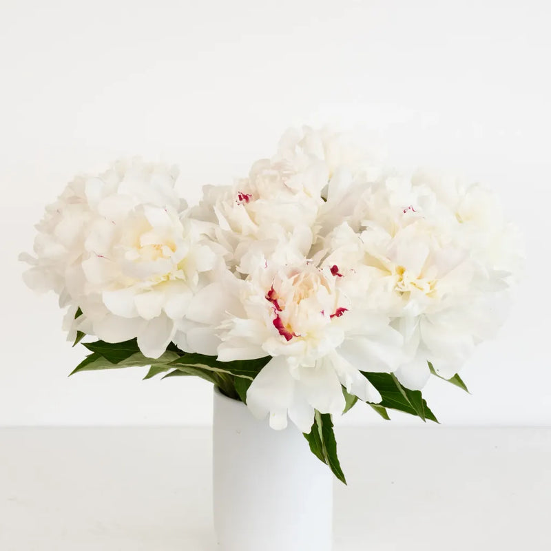 Festiva Maxima Peonies For Mothers Day Vase - Image