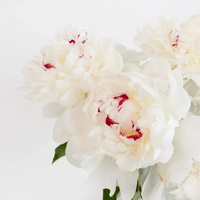 Festiva White Peony Flowers For July Delivery Close Up - Image