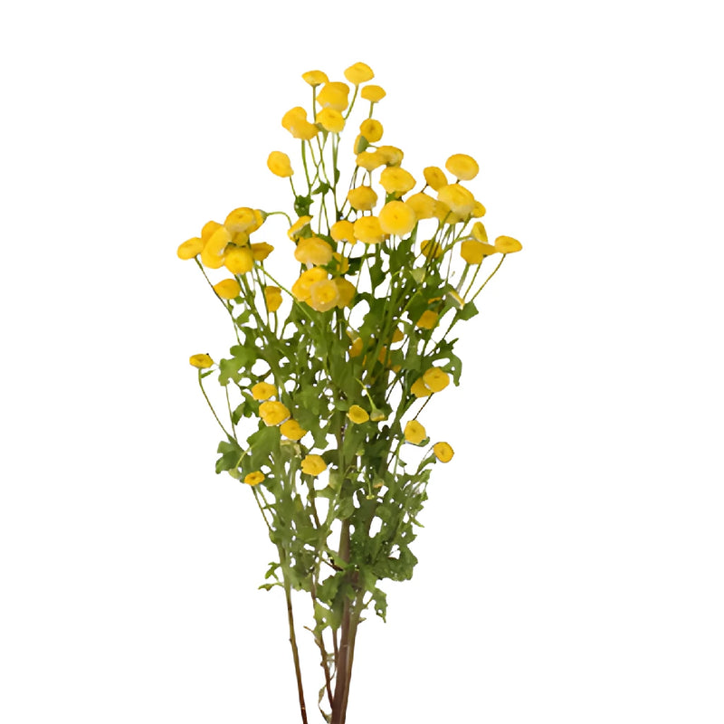 Yellow Button Feverfew