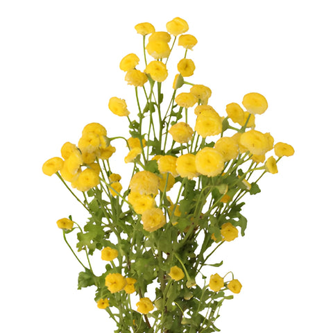 Yellow Button Feverfew