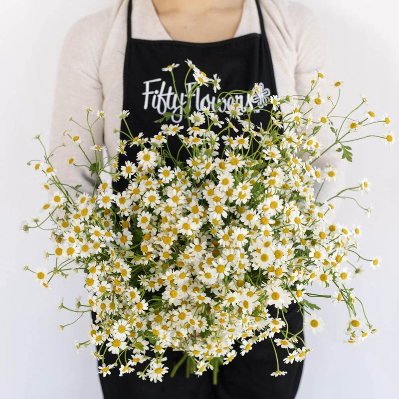Feverfew Daisy Wholesale Cut Flower Apron - Image