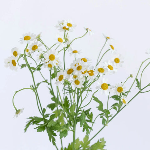 Feverfew Daisy Wholesale Cut Flower Stem - Image