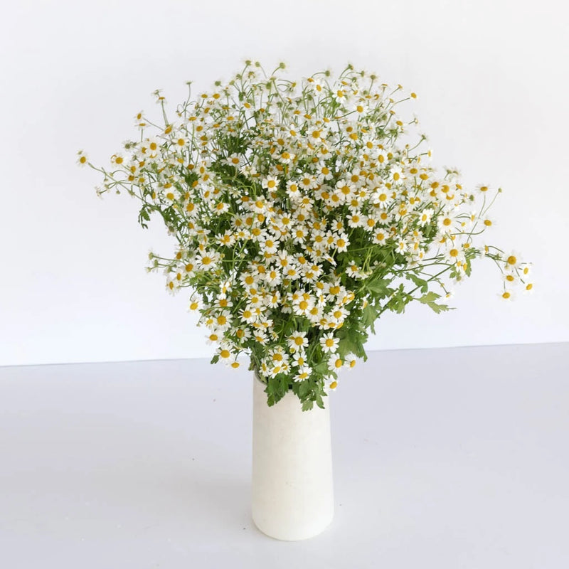 Feverfew Daisy Wholesale Cut Flower Vase - Image