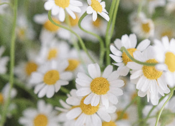 Feverfew Daisy Wholesale Cut Flower - Image