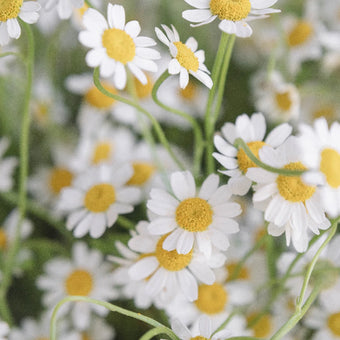 Feverfew Daisy Wholesale Cut Flower - Image